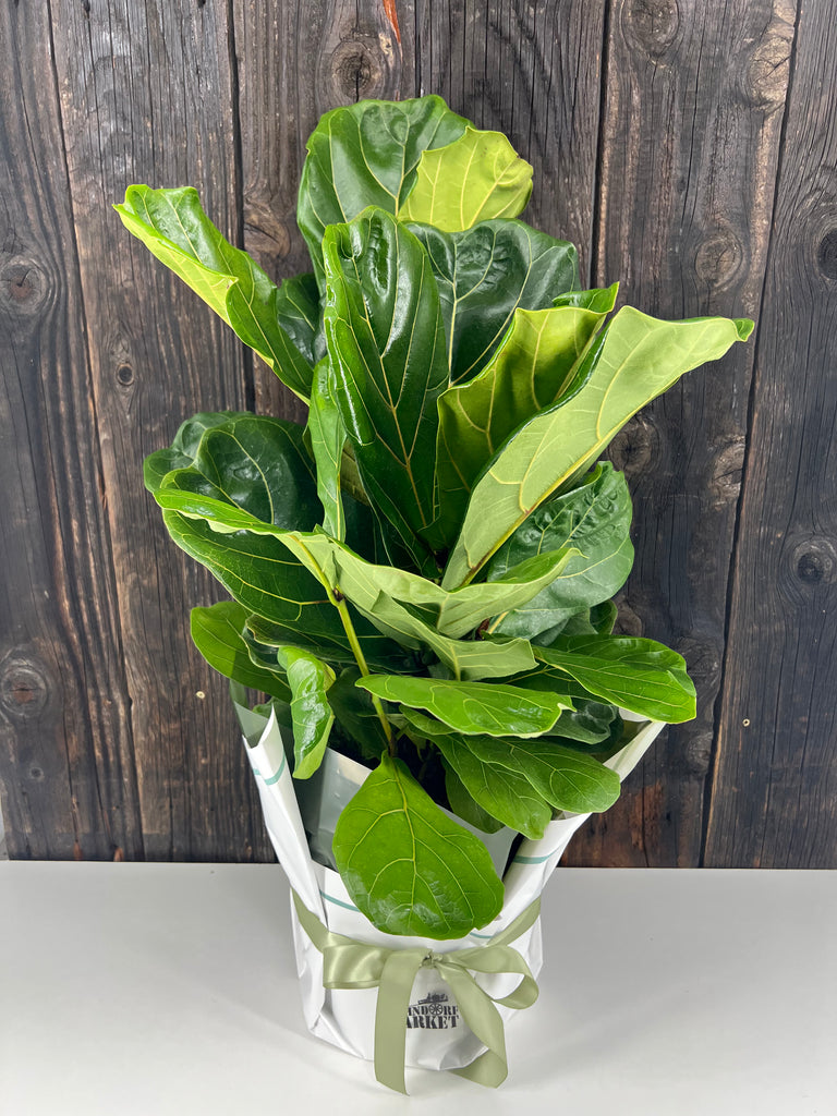 Plants