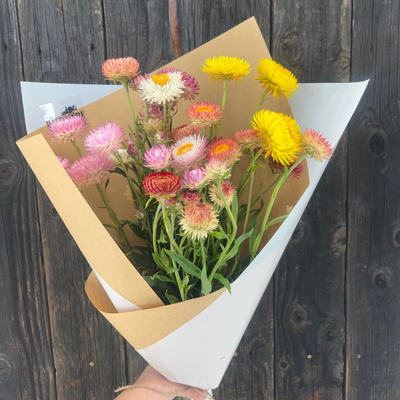 Wrapped Strawflower