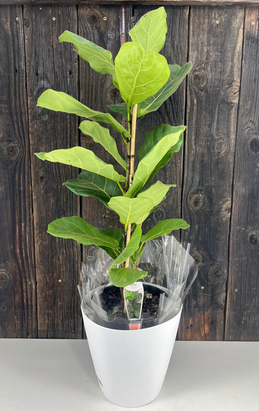 Fiddle Leaf Fig Tree Potted Plant Gift Wrap