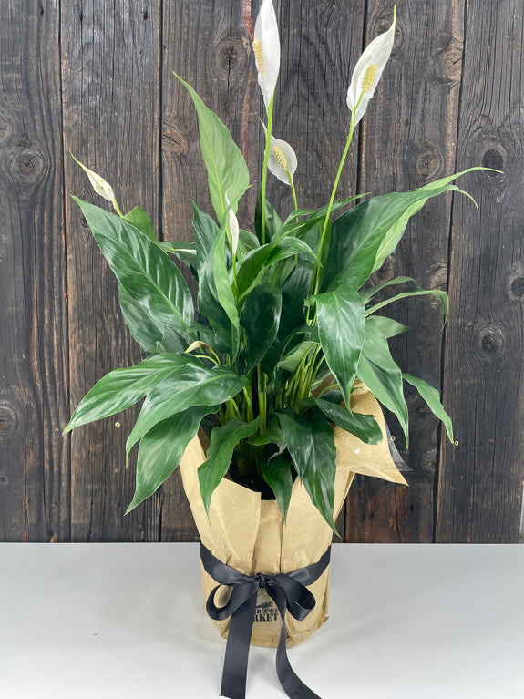 Potted Spath