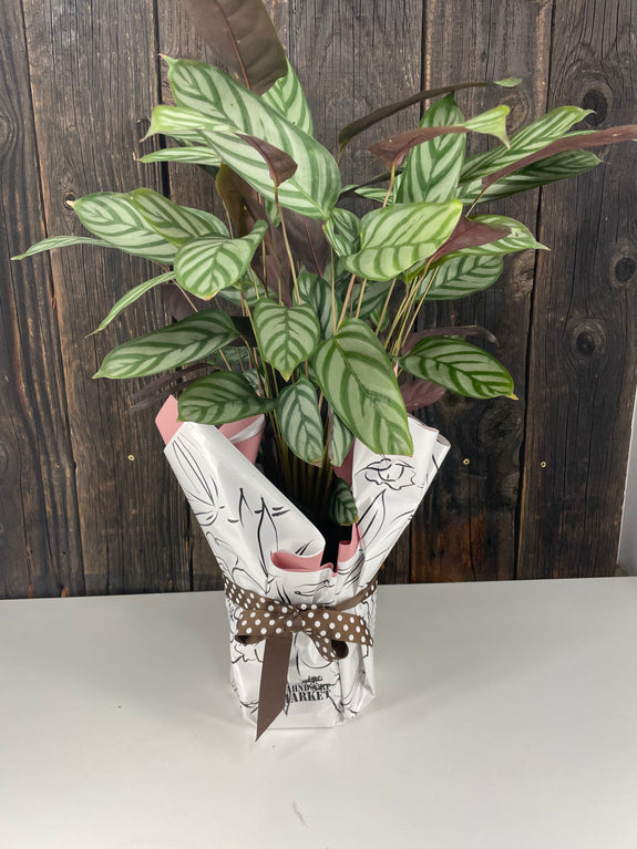Calathea Assorted