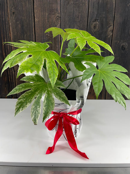 Fatsia Spider Web Potted Plant Gift Wrap