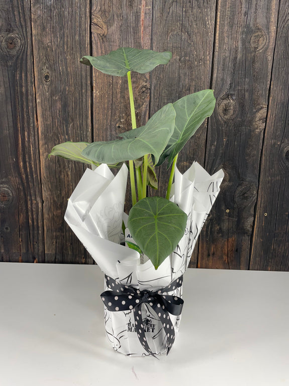 Regal Shield Potted Plant Gift Wrap