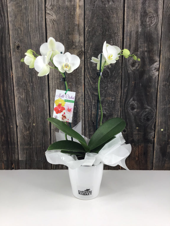 Phalaenopsis Orchid Plant in Ceramic Pot