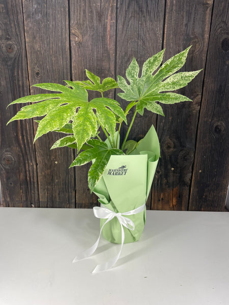 Fatsia Spider Web Potted Plant Gift Wrap