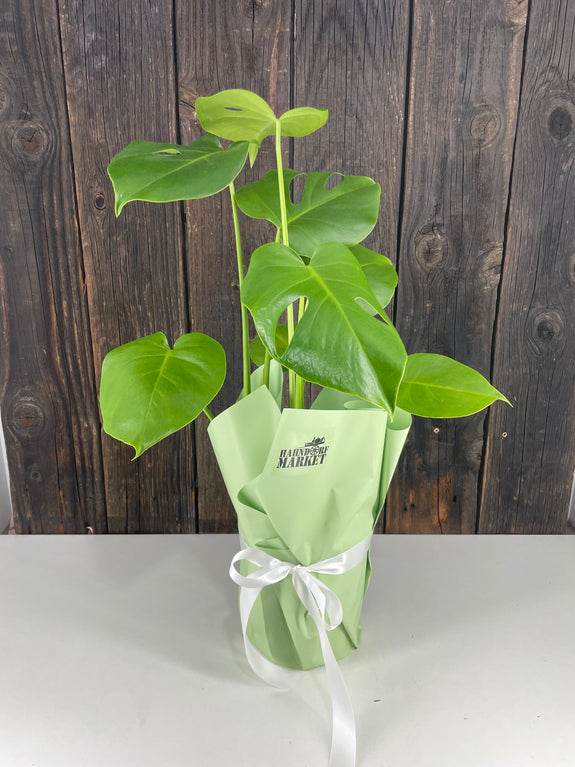Monstera Potted Plant Gift Wrap