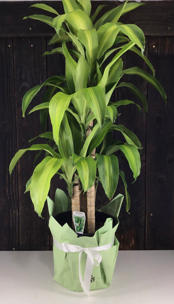 Dracaena Happy Plant Gift Wrap
