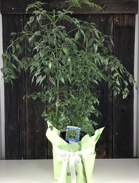 Radermachera Asian Bell Potted Plant Gift Wrap