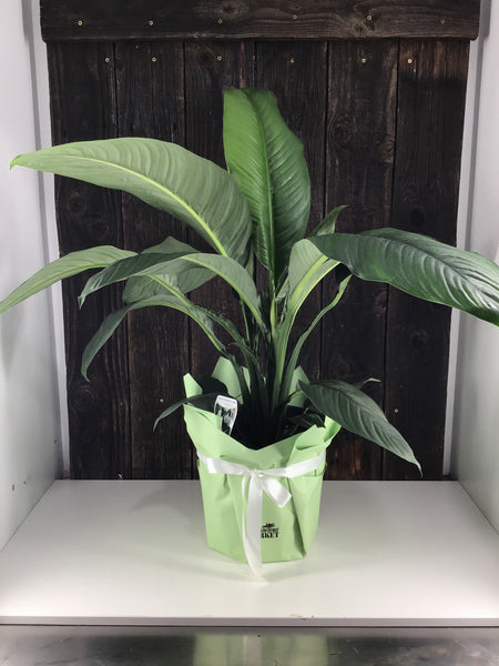 Spathiphyllum Peace Lily Plant Gift Wrap