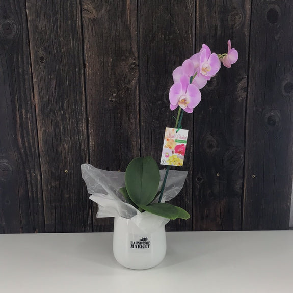 Phalaenopsis Orchid Plant in Ceramic Pot