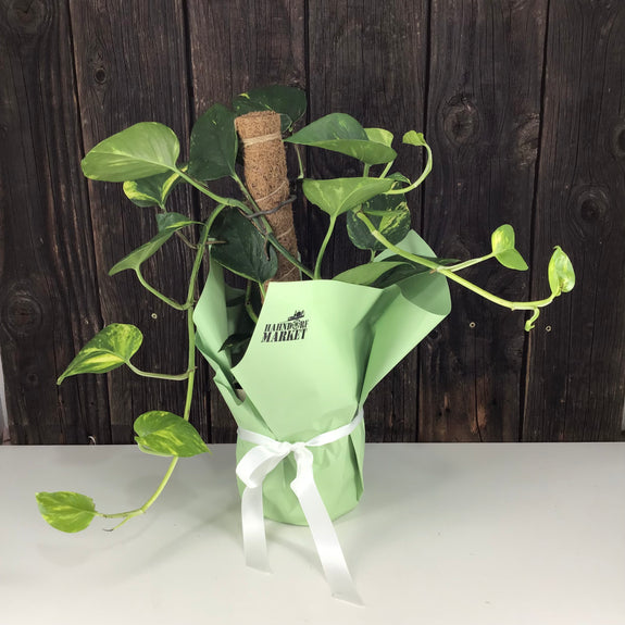 Assorted Totem Potted Plant Gift Wrap