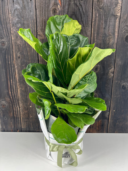 Fiddle Leaf Fig Tree Potted Plant Gift Wrap