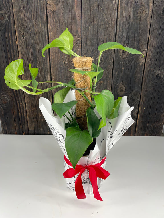 Assorted Totem Potted Plant Gift Wrap