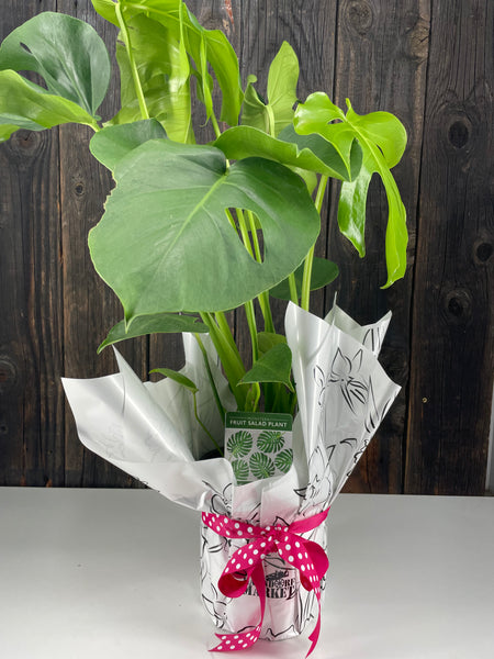 Monstera Potted Plant Gift Wrap